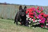 BOULEDOGUE FRANCAIS 288